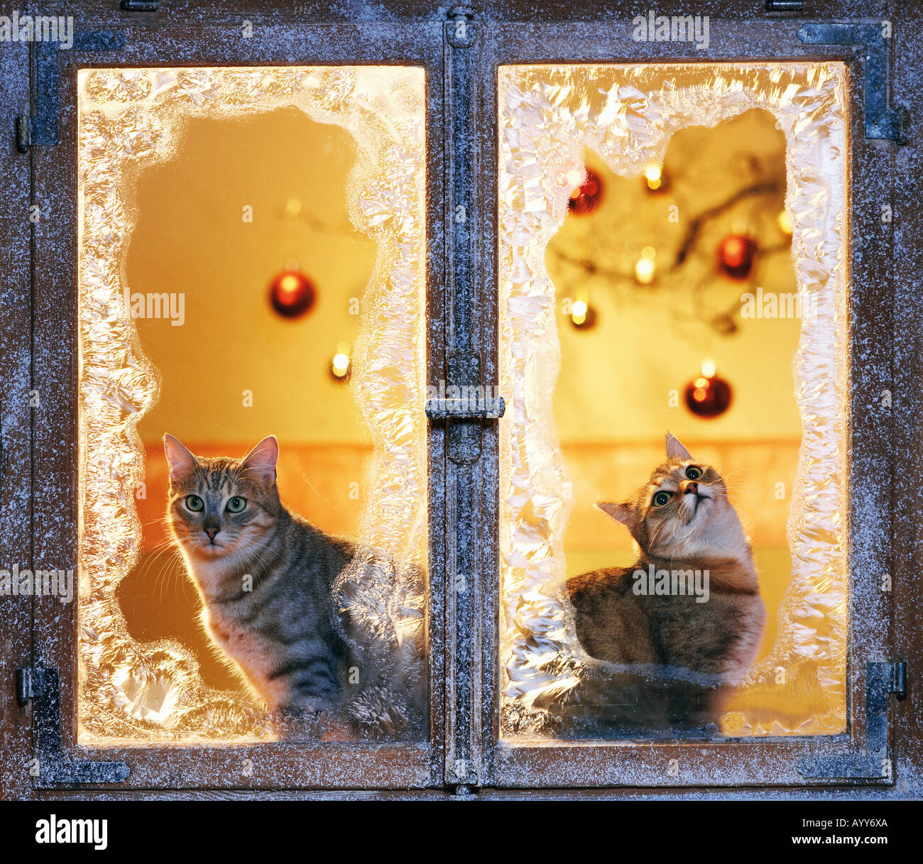 Noël : deux chats domestiques à fenêtre - Frosted Banque D'Images
