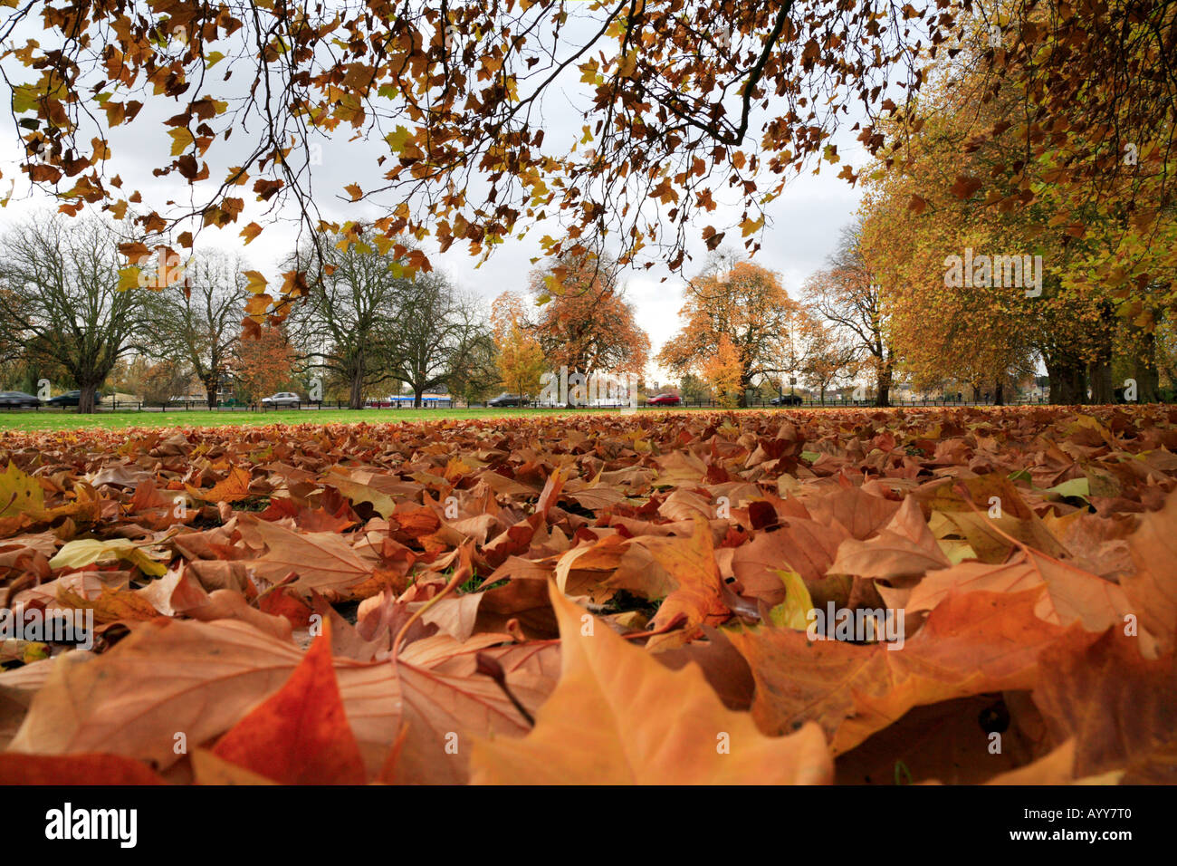 'Midsummer commun' Cambridge tombé sycamore quitte l'automne. Banque D'Images