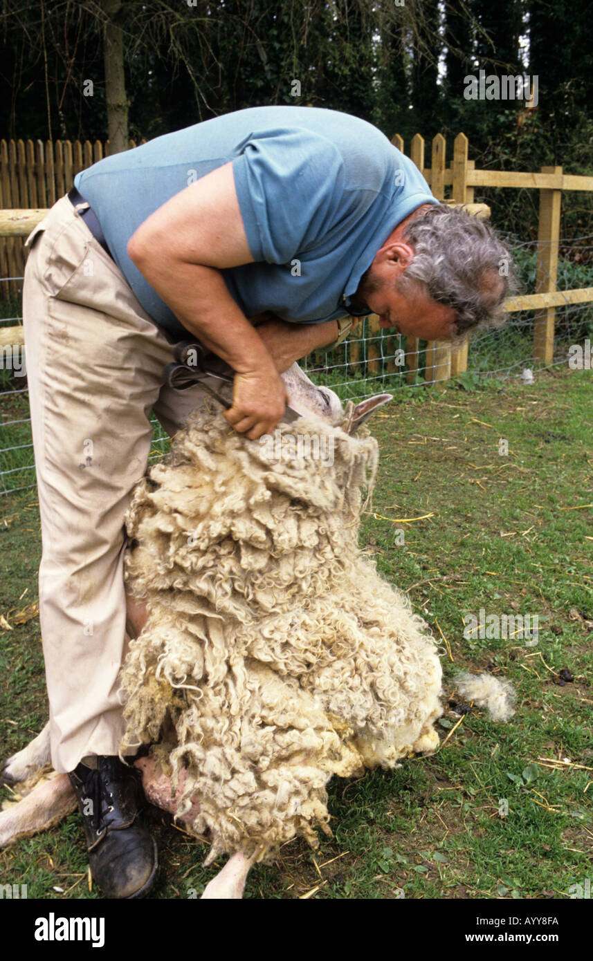 La tonte des moutons à la main à l'aide de cisailles Banque D'Images