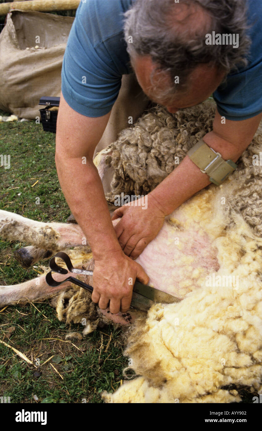 La tonte des moutons à la main avec cisaille Banque D'Images