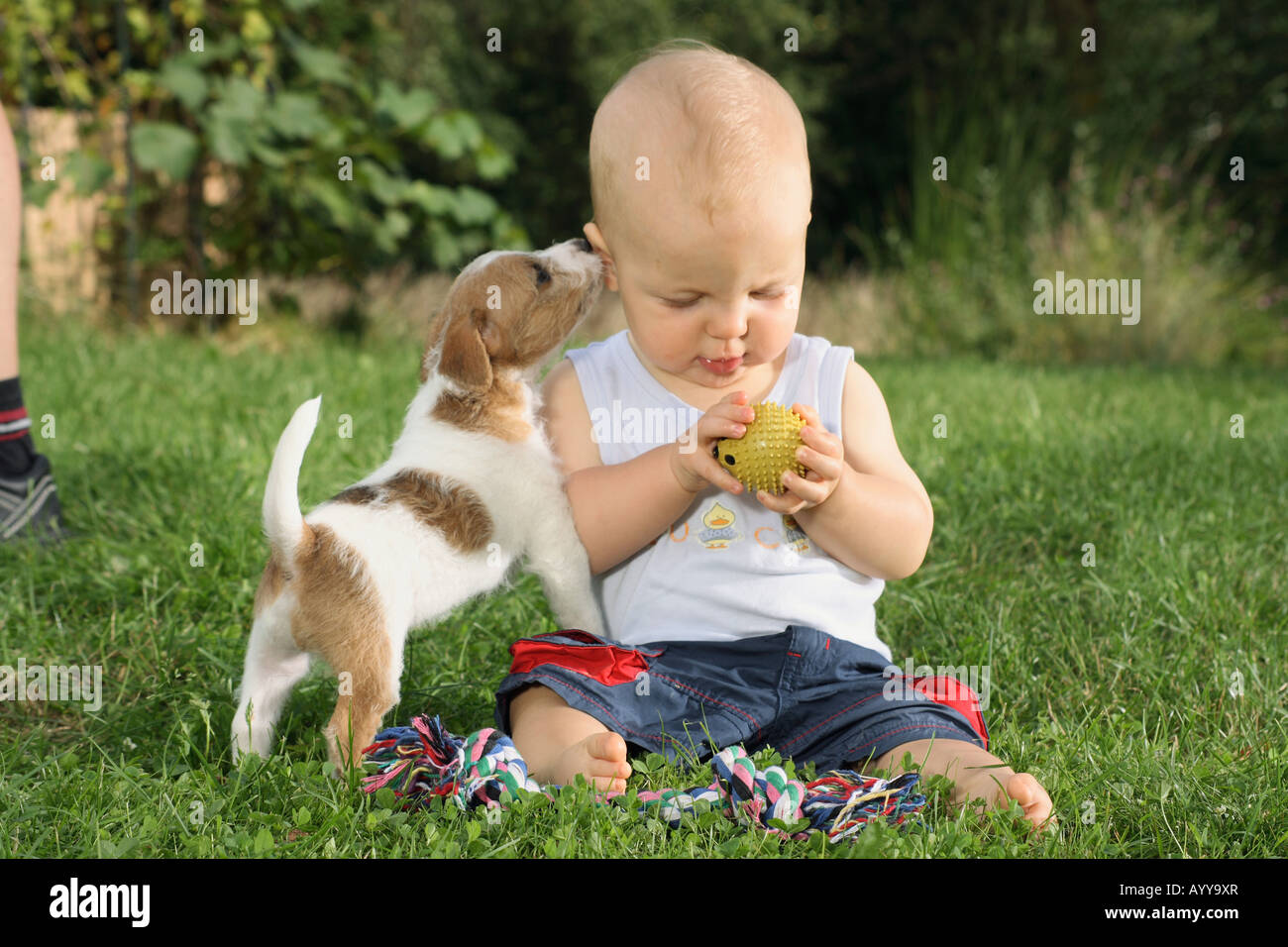Petit garçon avec Jack Russell Terrier on meadow Banque D'Images Petit garçon avec Jack Russell Terrier on meadow Banque D'Images