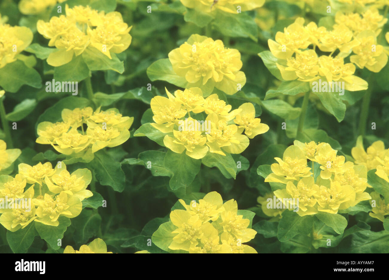 L'euphorbe ésule (Euphorbia polychroma coussin), blooming Banque D'Images