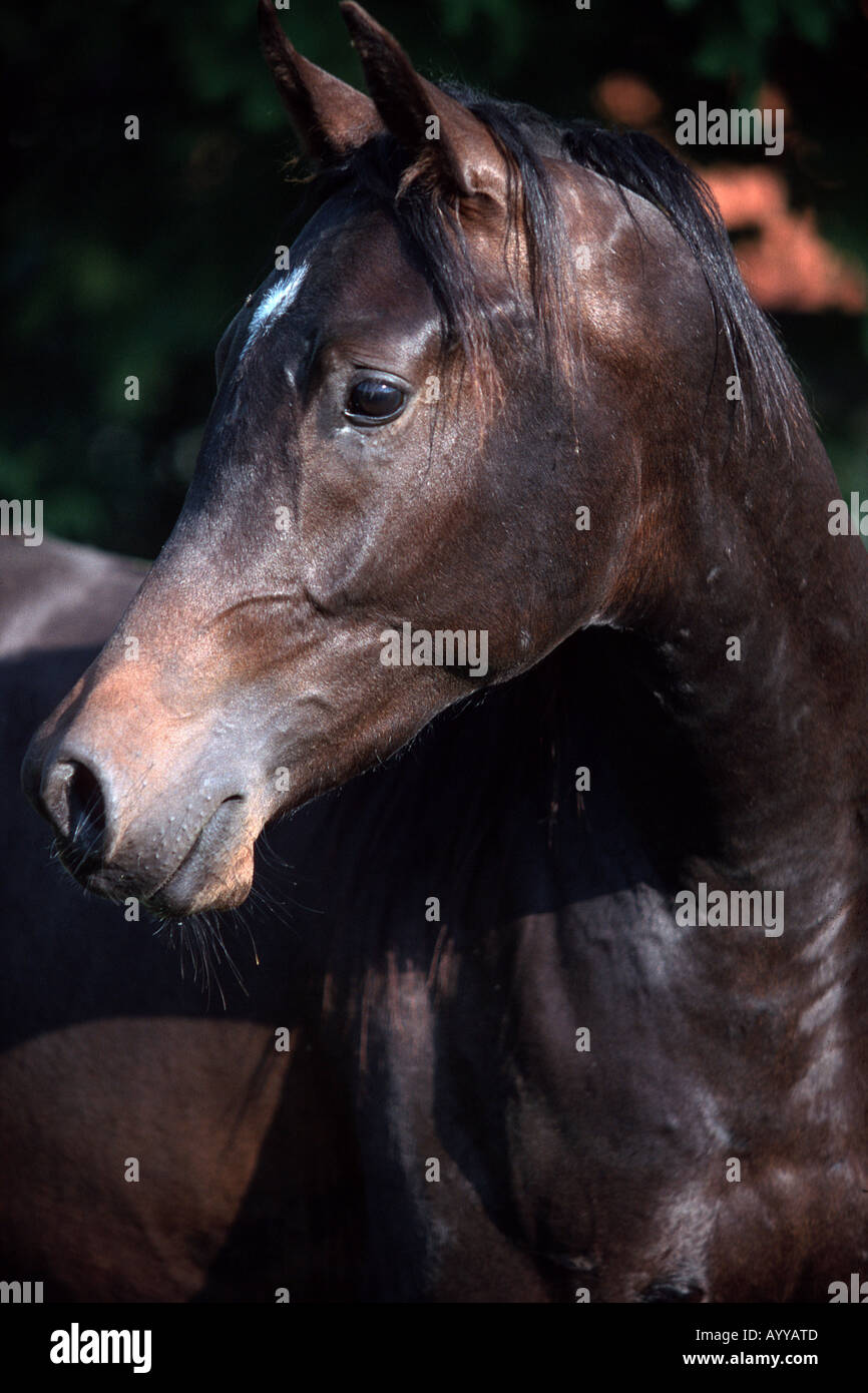 Cheval domestique (Equus caballus przewalskii f.), portrait Banque D'Images