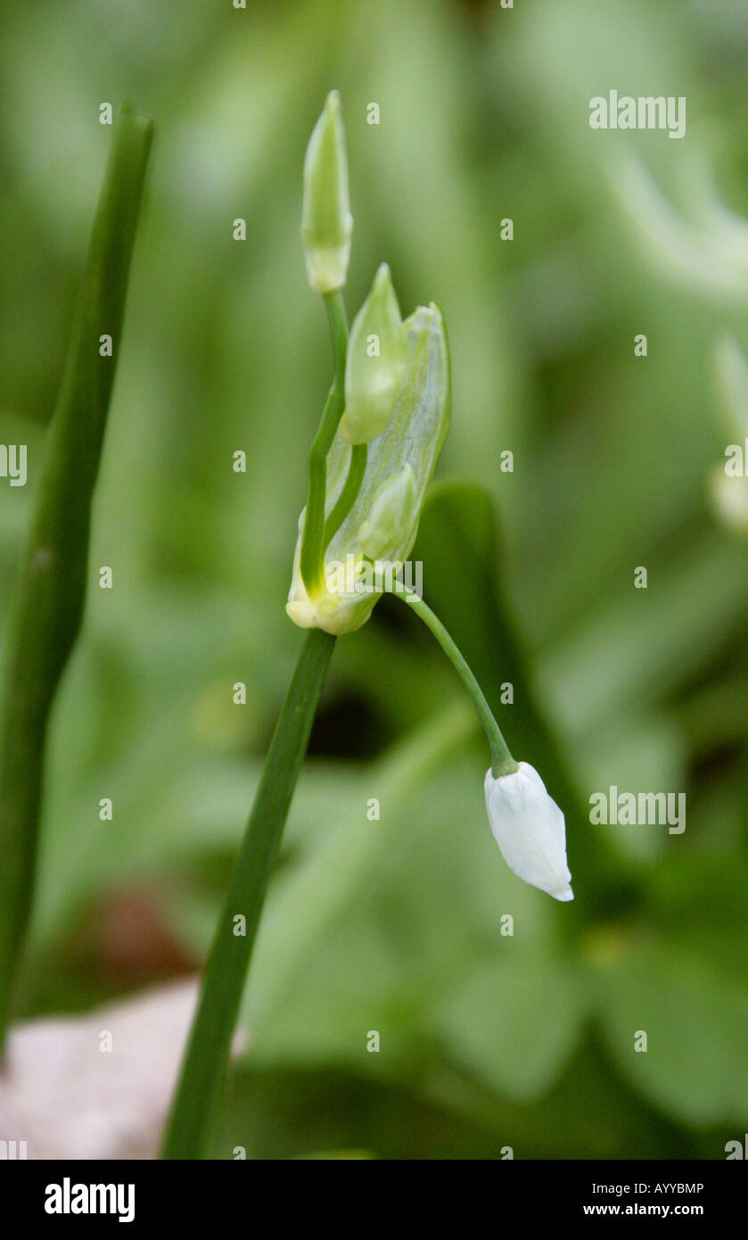 Few Flowered poireau ou few flowered Ail, Allium paradoxum, Liliaceae Banque D'Images