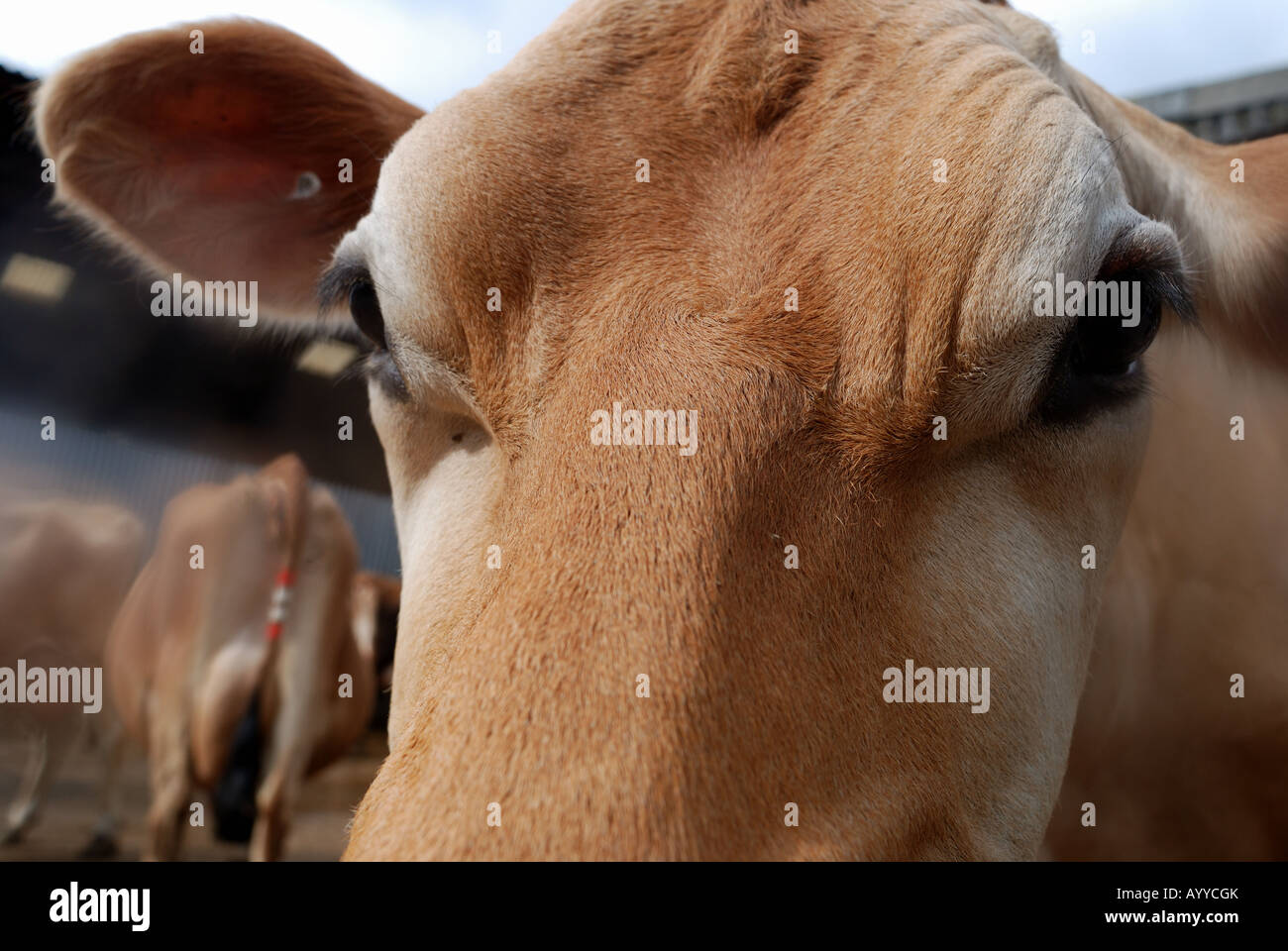 Close up vaches face Banque D'Images