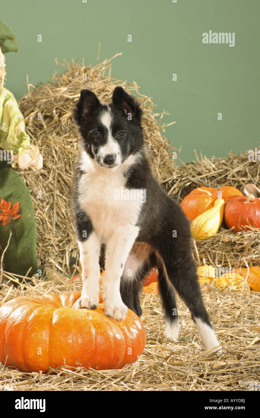 Chiot Border Collie - debout sur pumpkin Banque D'Images Chiot Border Collie - debout sur pumpkin Banque D'Images