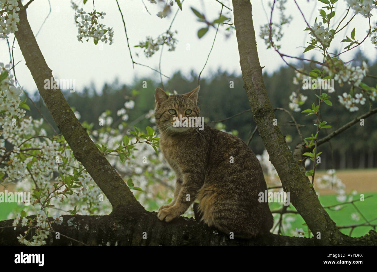 Chat domestique on tree Banque D'Images