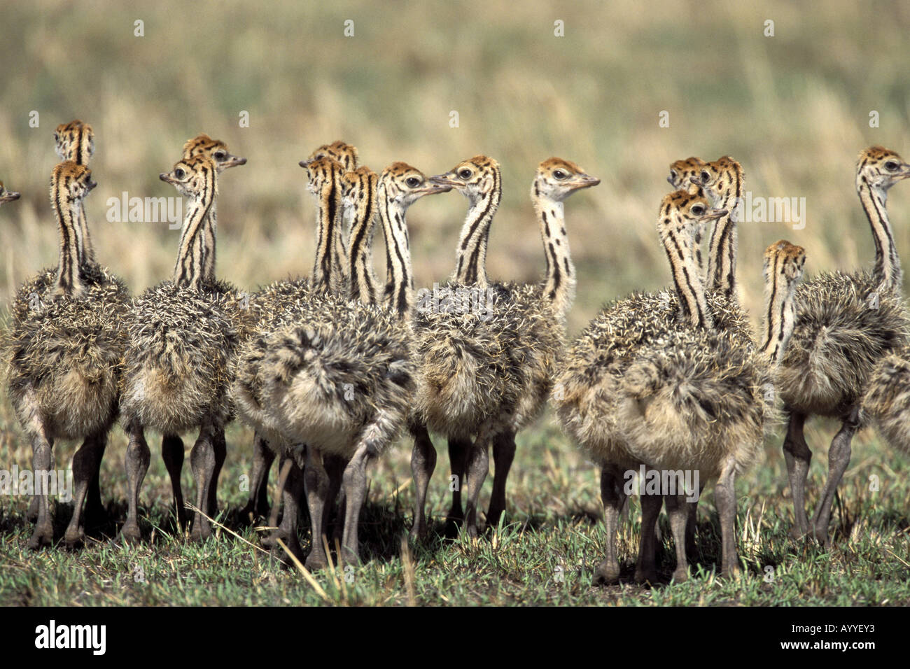 Autruche (Struthio camelus), 15 ans poussins Standing together, Kenya, Masai Mara National Park Banque D'Images