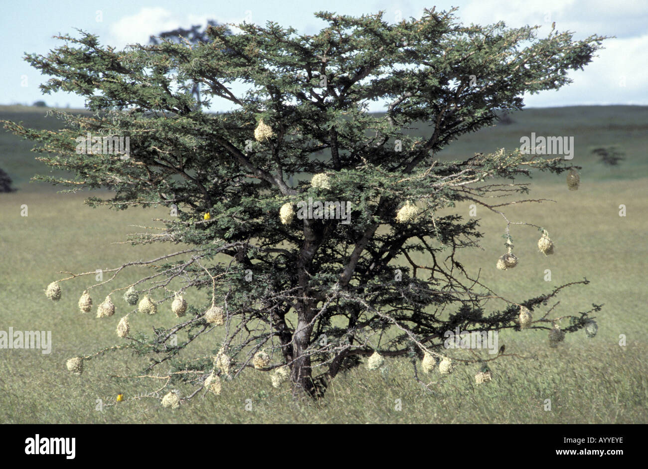 Weaver colonie, Kenya, Masai Mara National Park Banque D'Images