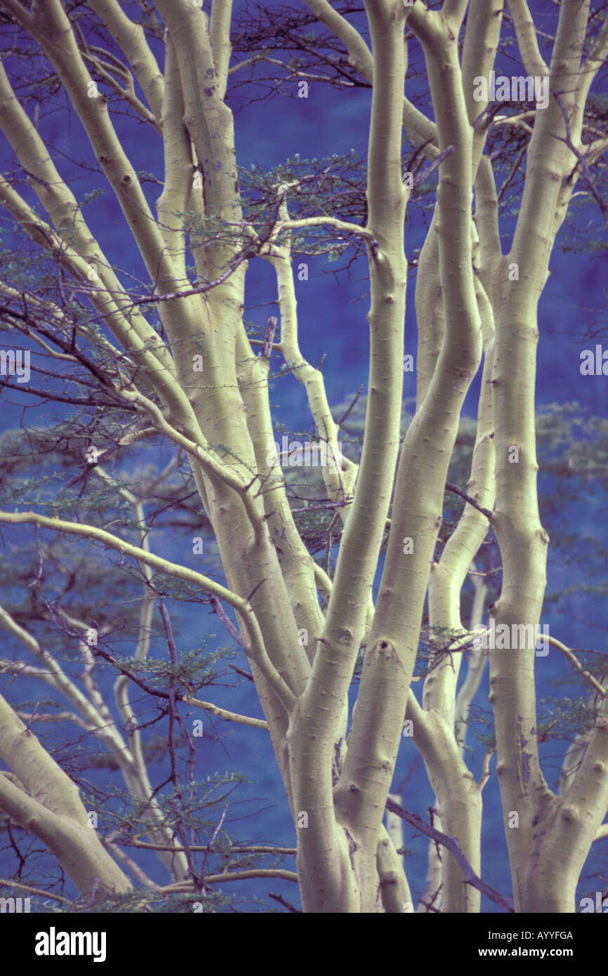 Acacias (Acacia spec.), Kenya, Masai Mara NP Banque D'Images