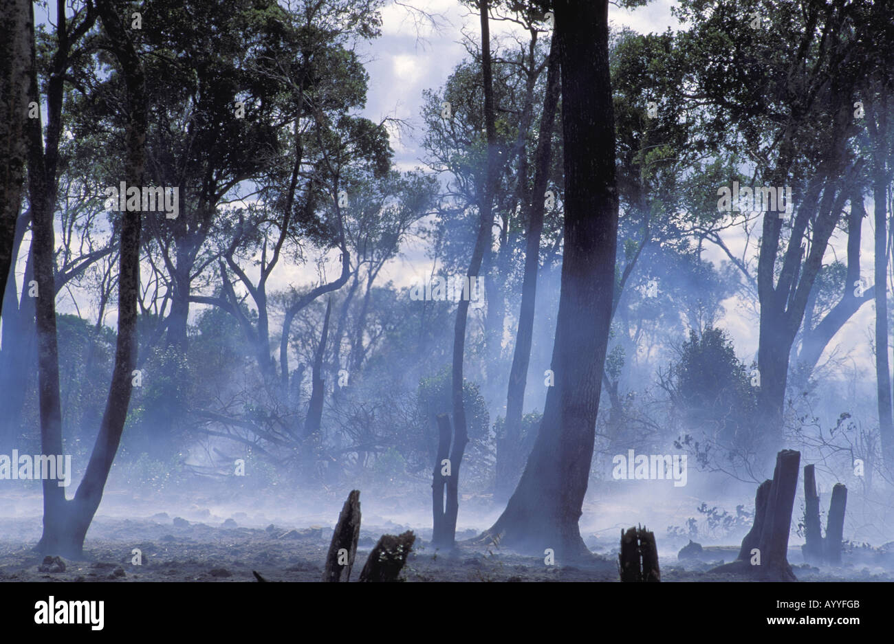 Compensation de marque, buisson ardent, Kenya, Masai Mara NP Banque D'Images