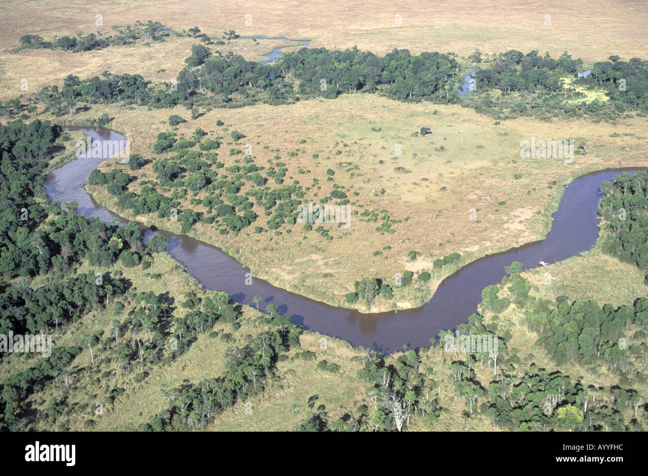 Paysage africain, savane, forêt-galerie avec vue aérienne, Kenya, Masai Mara Banque D'Images