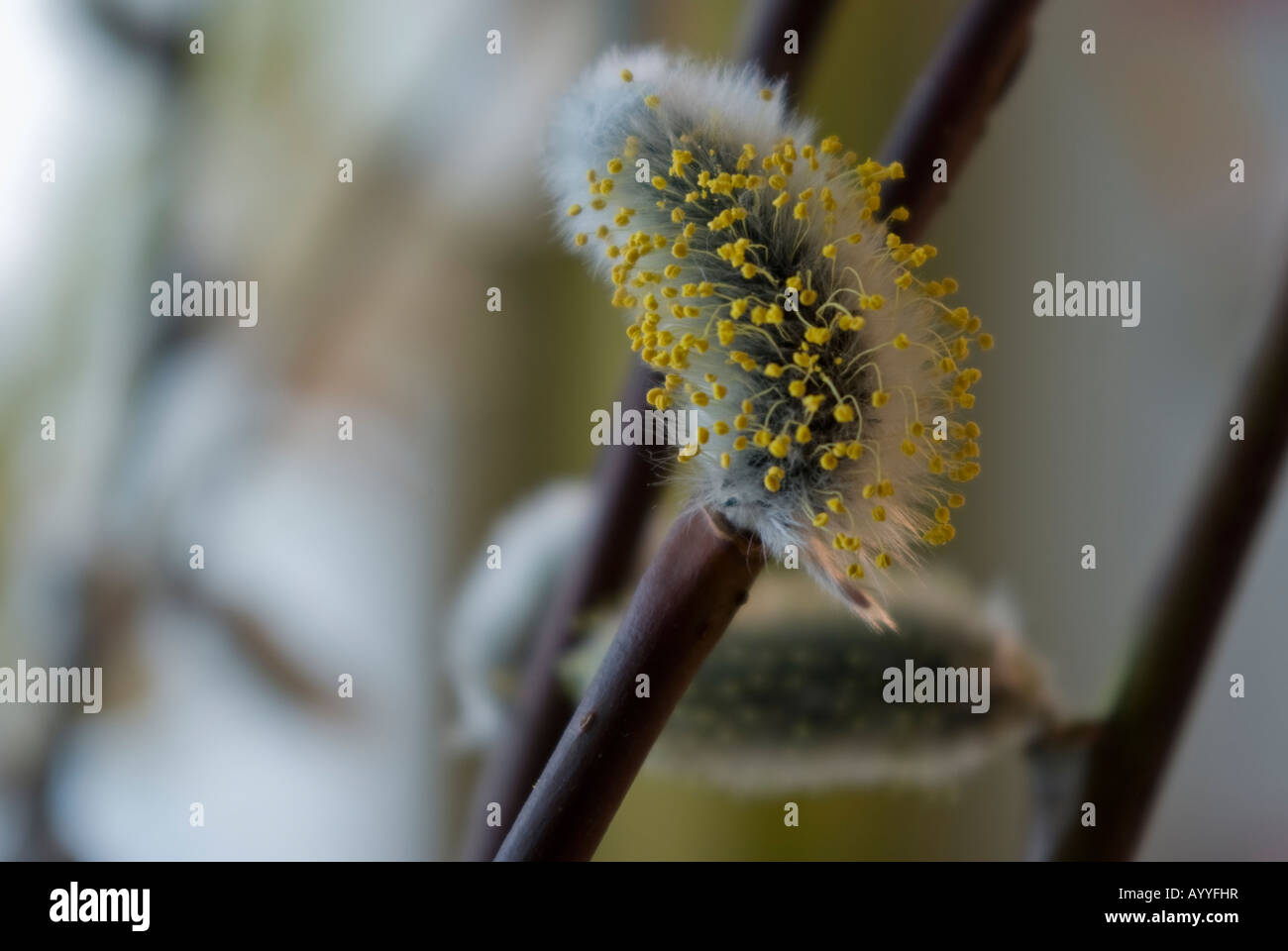 Une pussy willow avec pollen jaune Banque D'Images