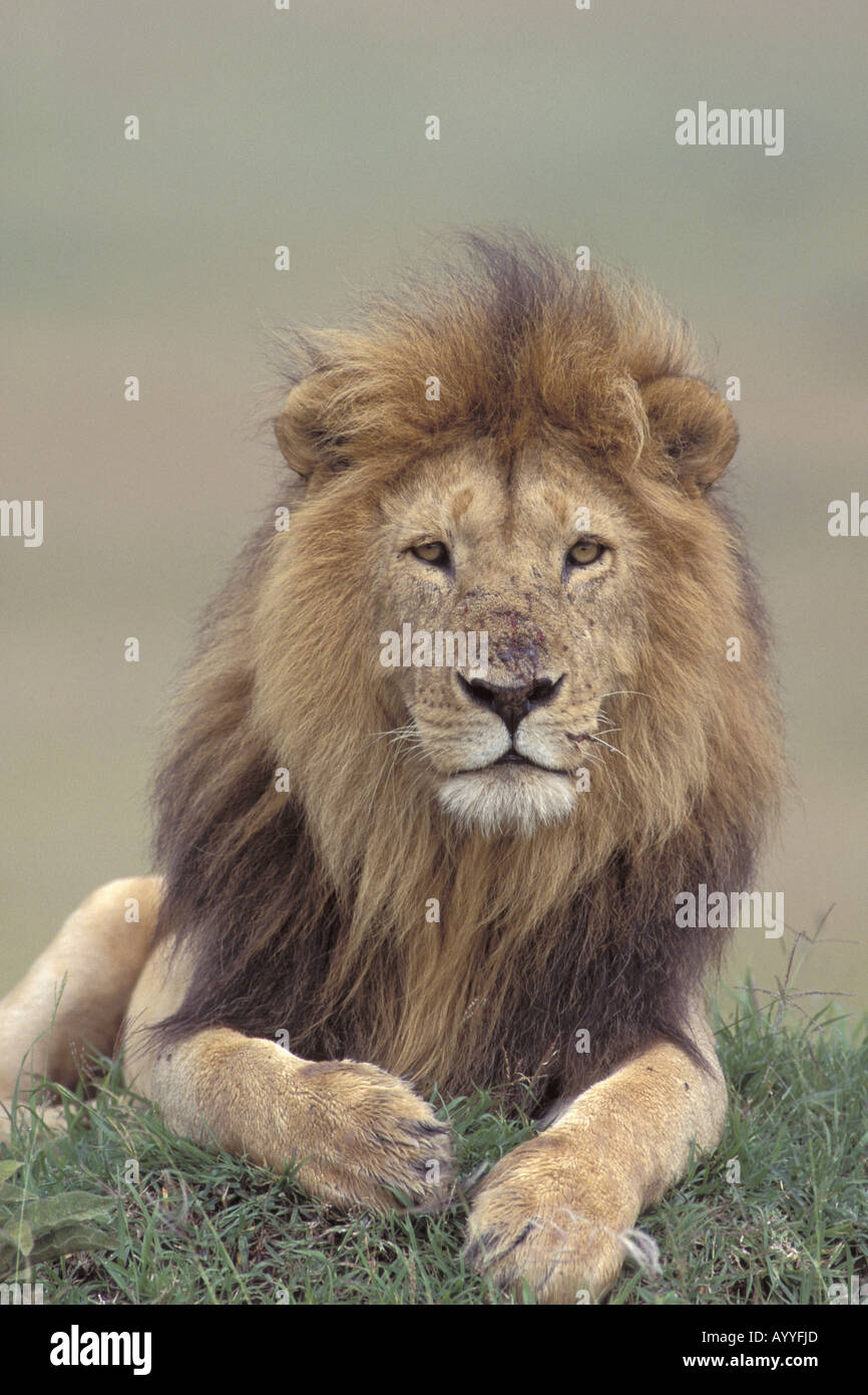 Lion (Panthera leo), Kenya, Masai Mara, Réserve de la faune Banque D'Images