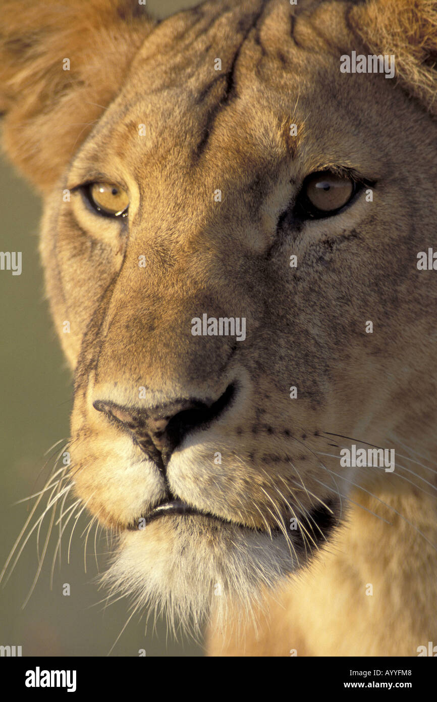Lion (Panthera leo), portrait, Kenya, Masai Mara, Réserve de la faune Banque D'Images