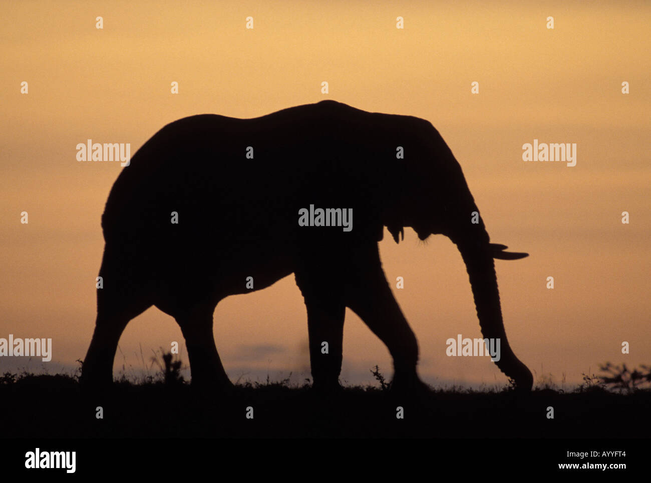 L'éléphant africain (Loxodonta africana), silhouette contre le ciel du soir, Kenya, Masai Mara Banque D'Images