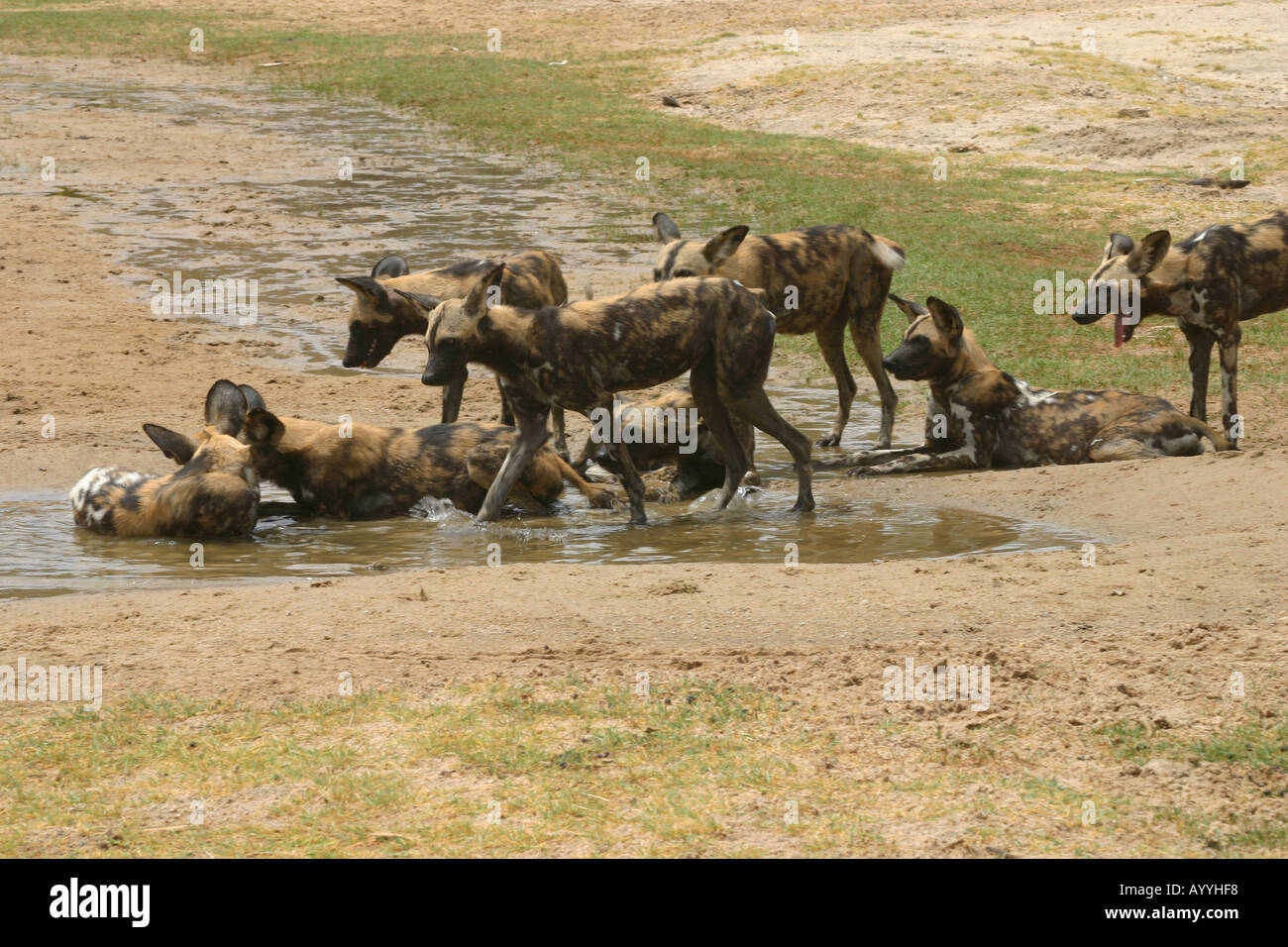 Les chiens sauvages dans la réserve de Selous, Tanzanie Banque D'Images