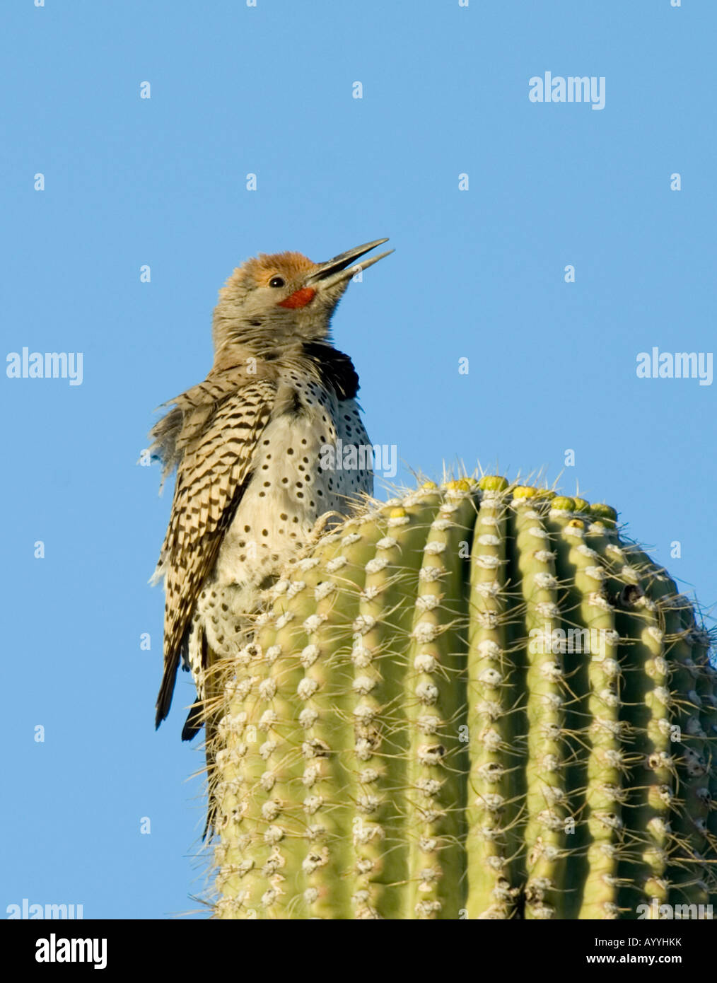 Flicker Colaptes chrysoides Gilded Arizona USA Banque D'Images