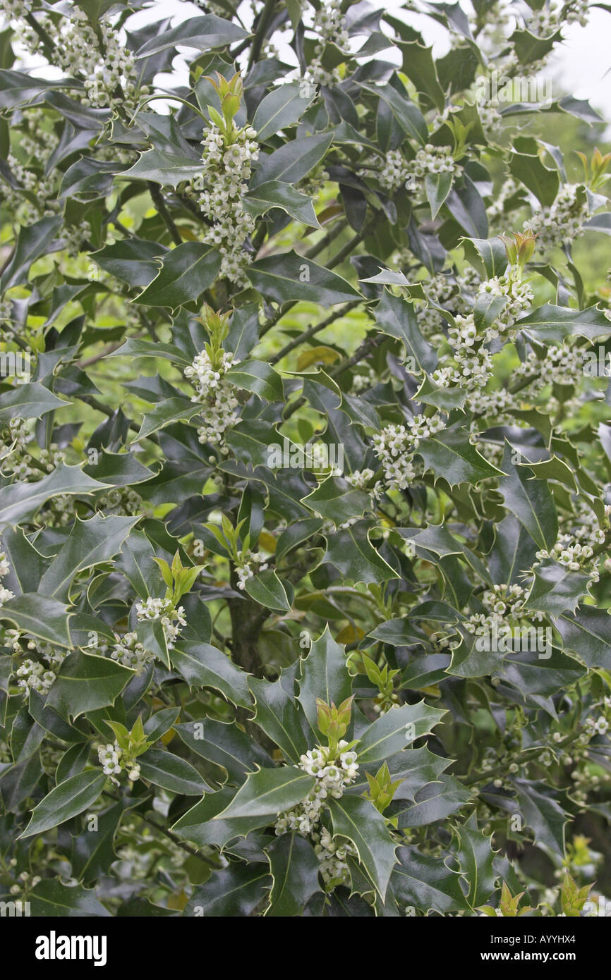 Houx commun, de houx (Ilex aquifolium), blooming Banque D'Images