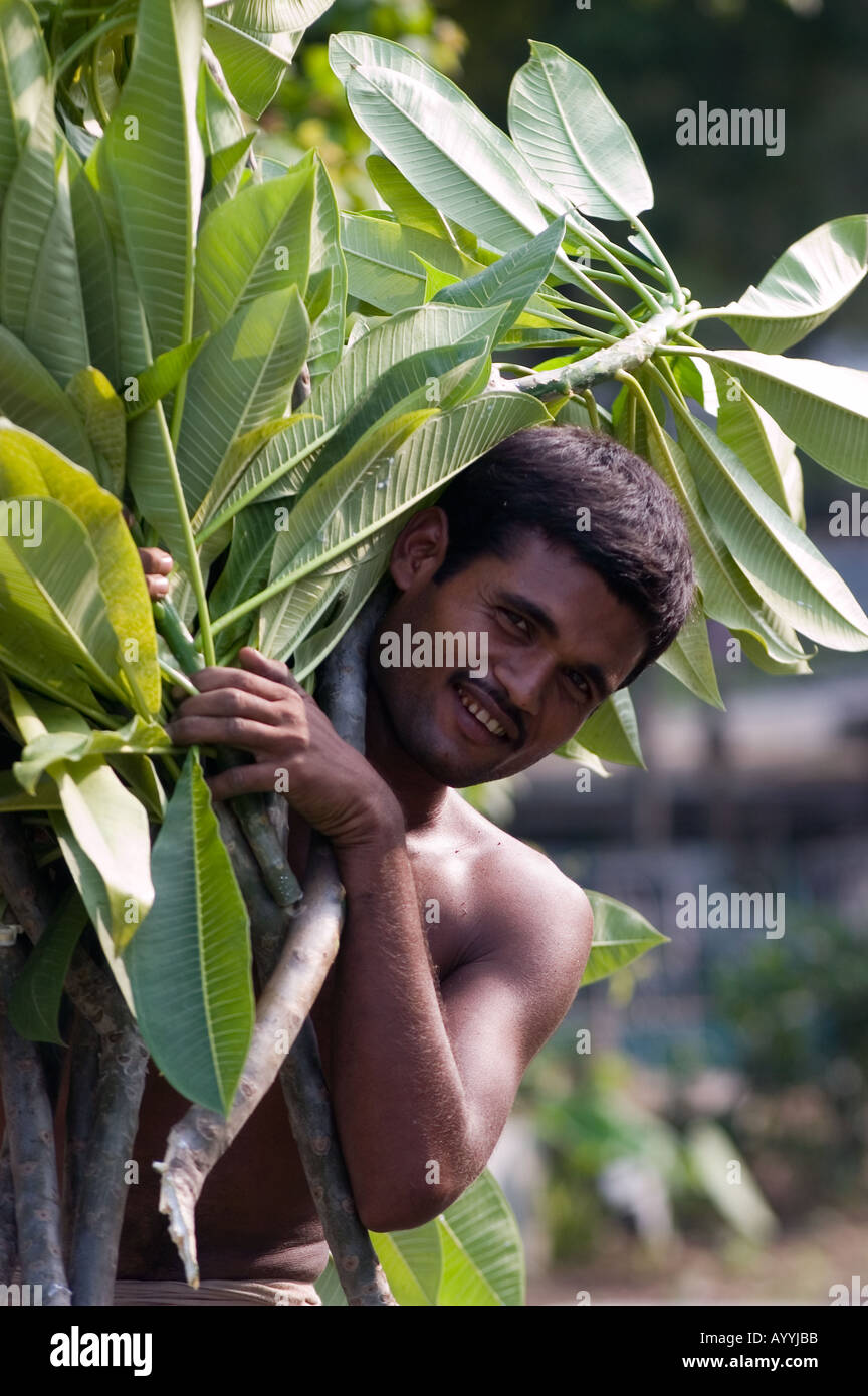 L'homme indien en pleine charge de feuilles à la caméra et à New Delhi Inde smiling Banque D'Images