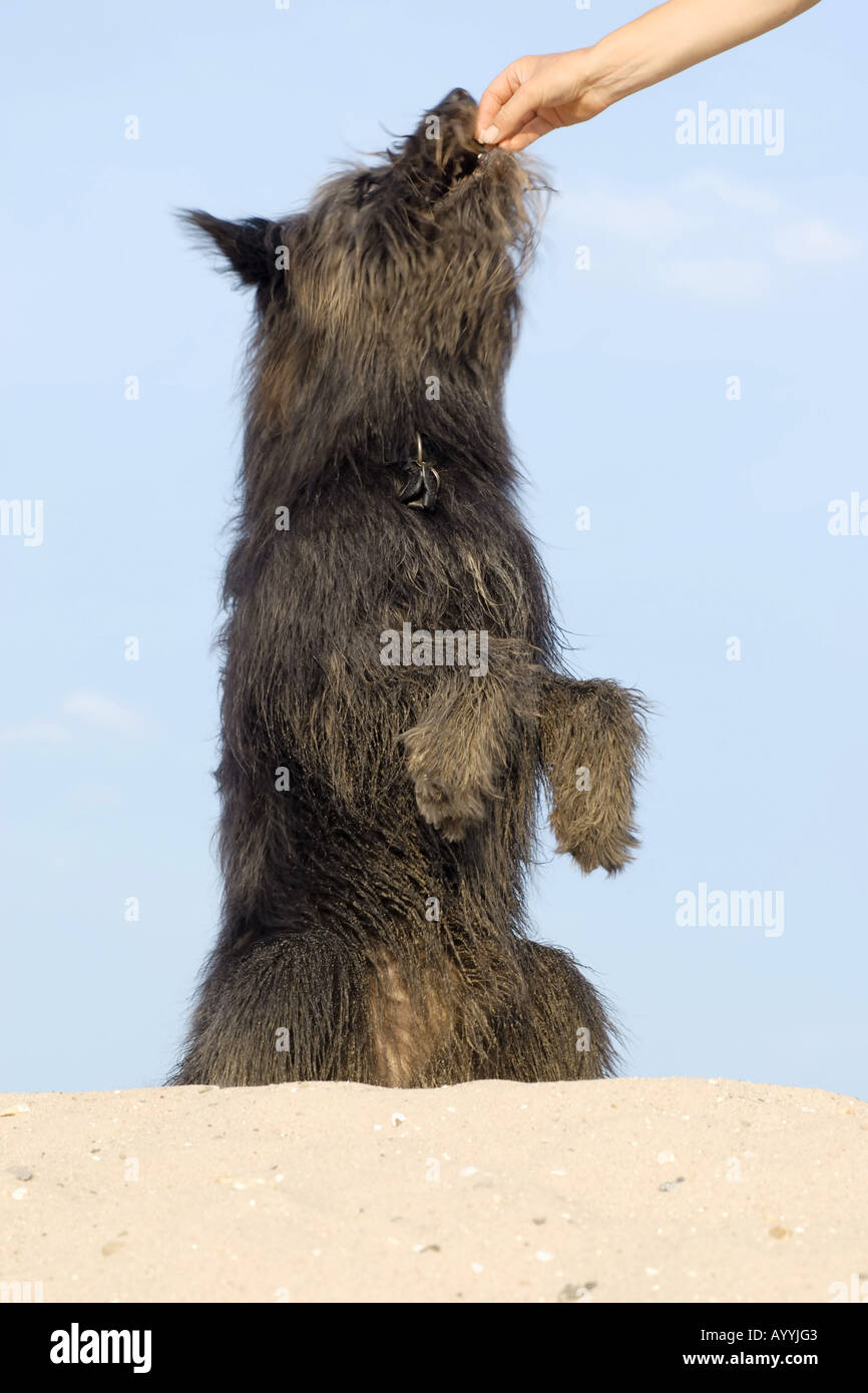 Dog (Canis lupus f. familiaris), assis sur ses pattes sur la plage Banque D'Images