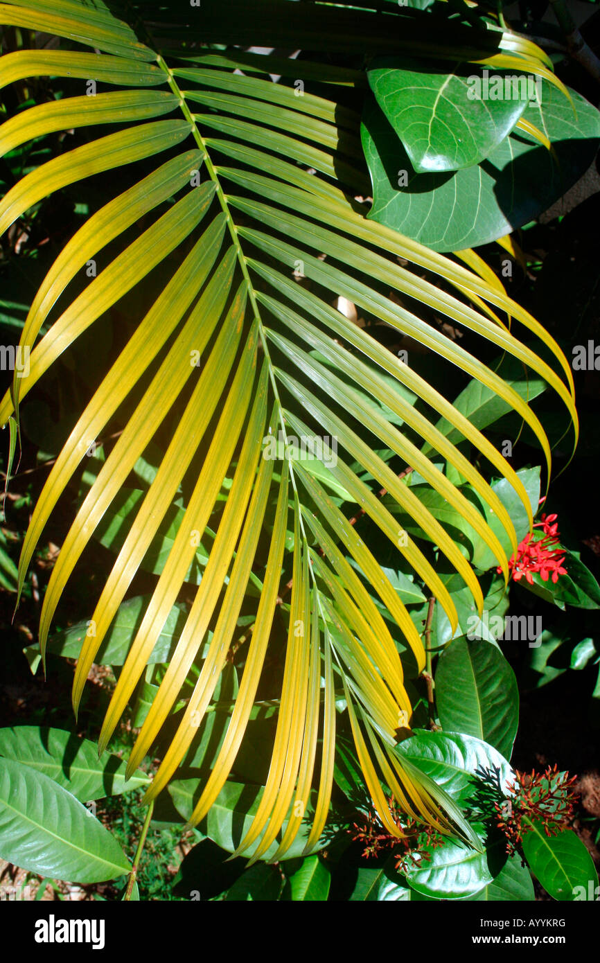 Une fronde de cycadales - séchage tournant progressivement du vert au brun - dans un cadre tropical - jungle forêt bois woods wilderness Banque D'Images