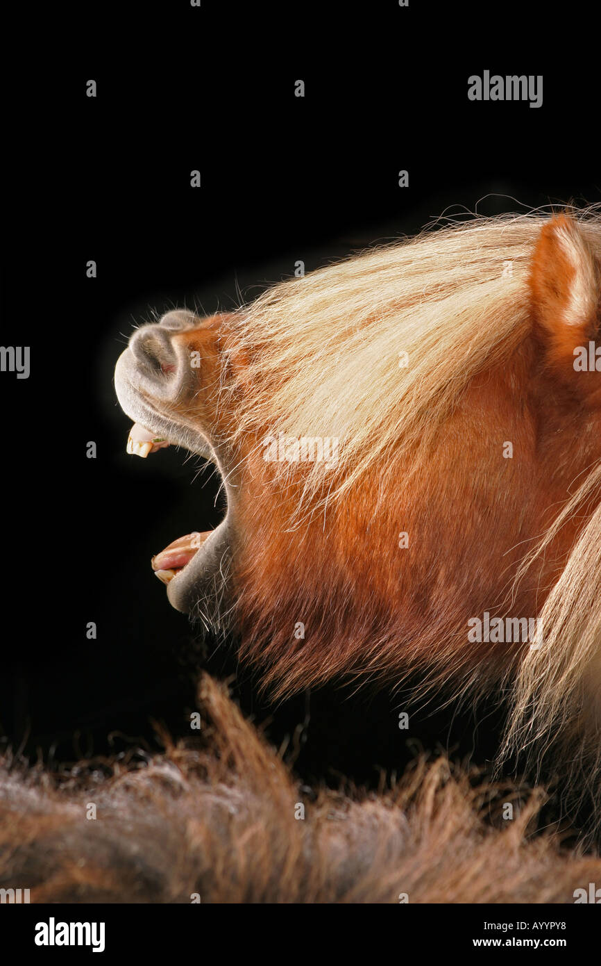 Poney le bâillement Banque D'Images