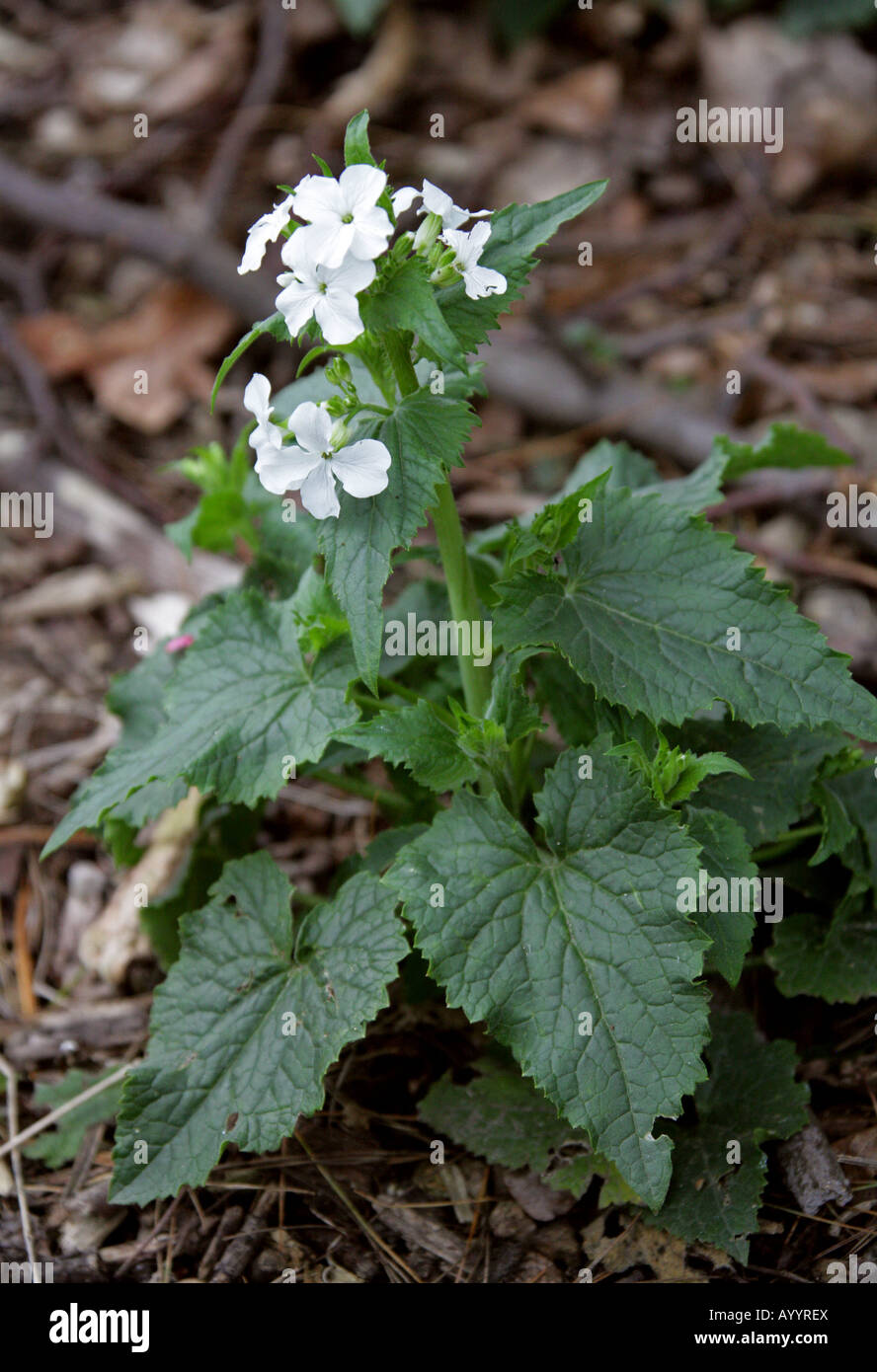 L'alliaire Alliaria petiolata Cruciferae Banque D'Images