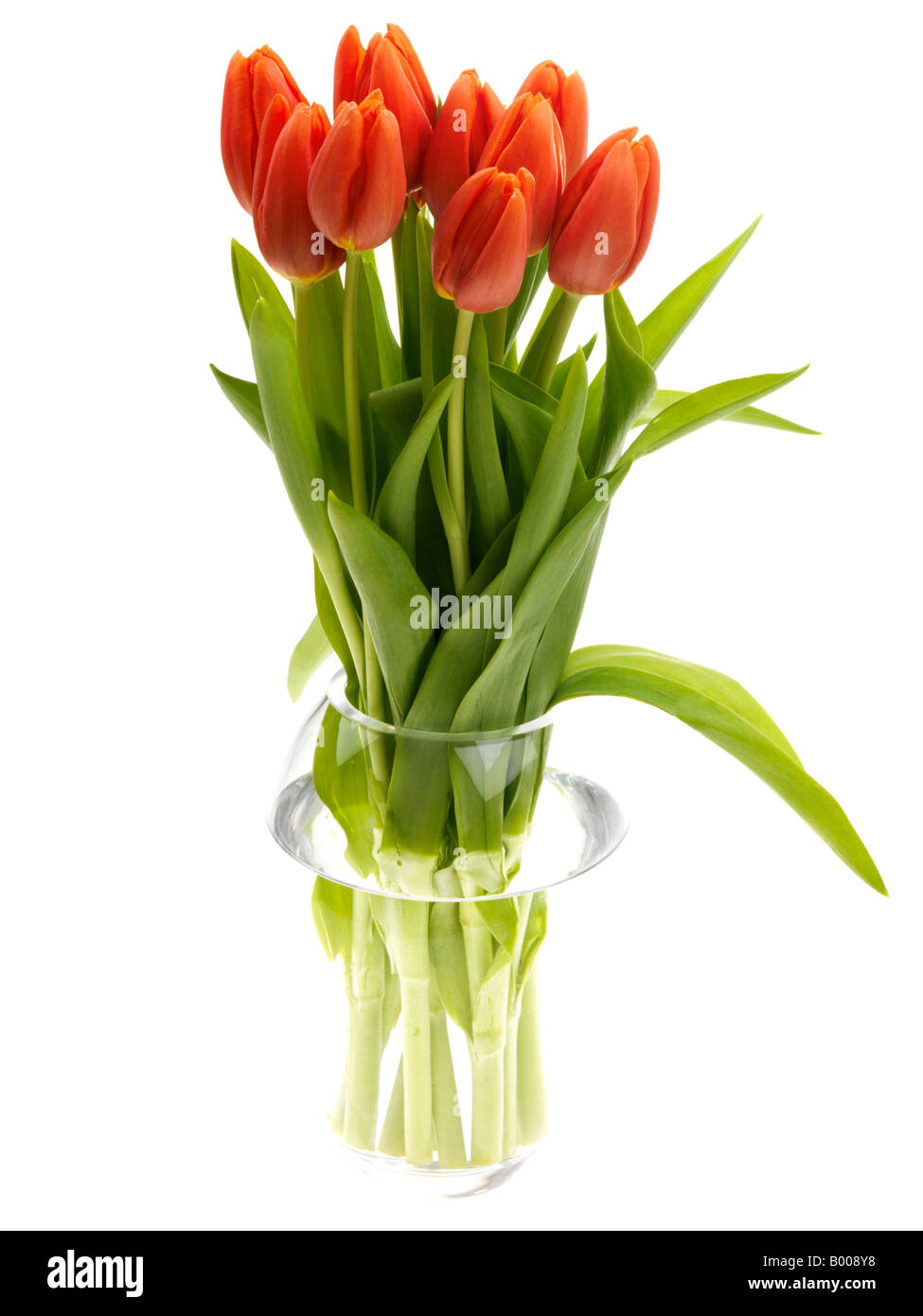 Bunch ou bouquet de tulipes rouge printemps naturel frais isolé sur un fond blanc avec un chemin de détourage et aucun peuple Banque D'Images