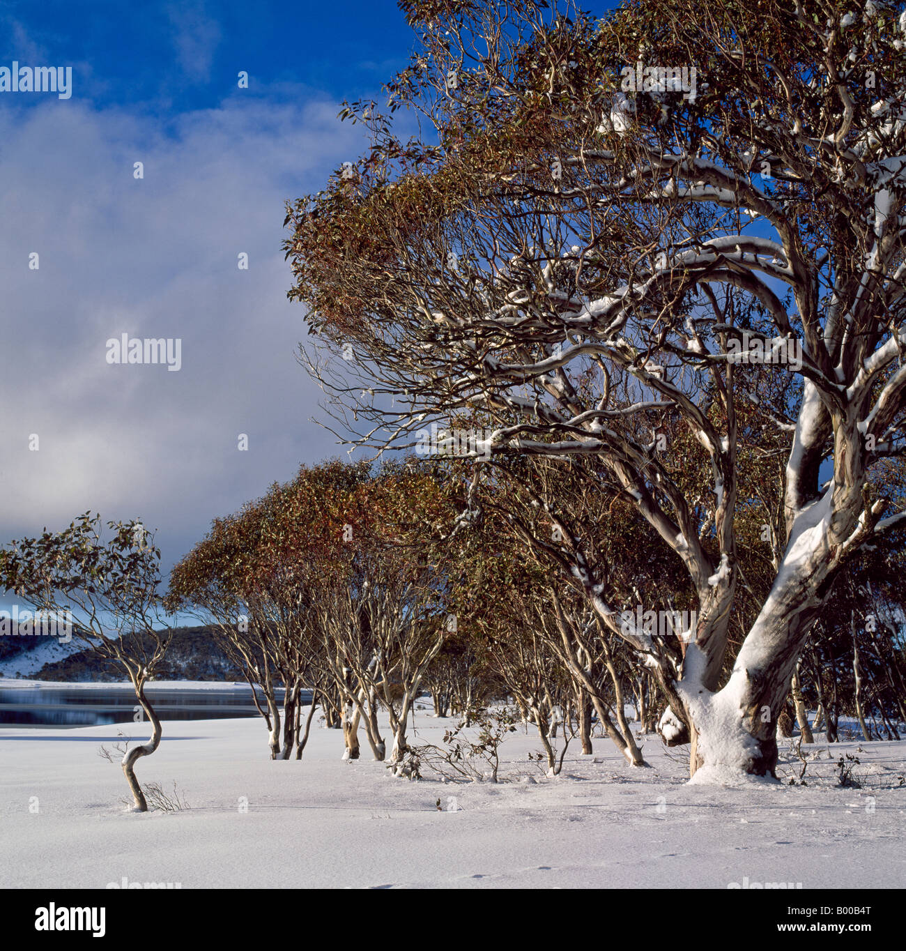 Les gencives de la neige en hiver, les montagnes enneigées du Parc National Kosciuszko Australie Nouvelle Galles du Sud Banque D'Images