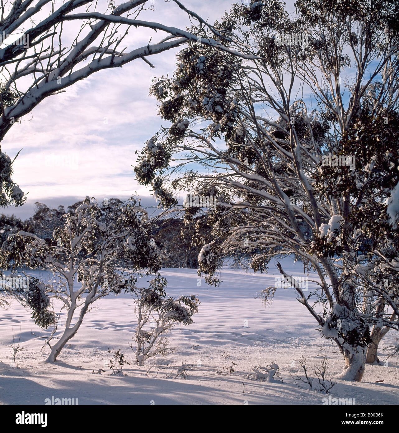 Les gencives de la neige en hiver près de Mt Selwyn montagnes enneigées du Parc National Kosciuszko Australie Nouvelle Galles du Sud Banque D'Images