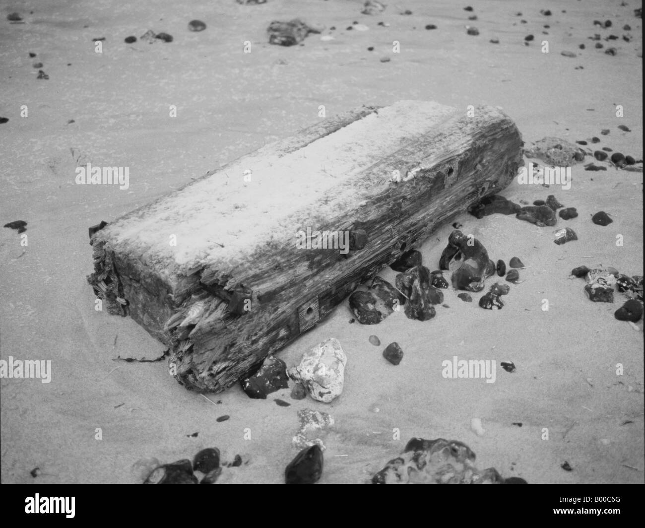 Grand morceau de bois flotté avec une couverture de neige. Échoué sur une plage de sable fin entouré par le sable cailloux noirs et les roches. Banque D'Images