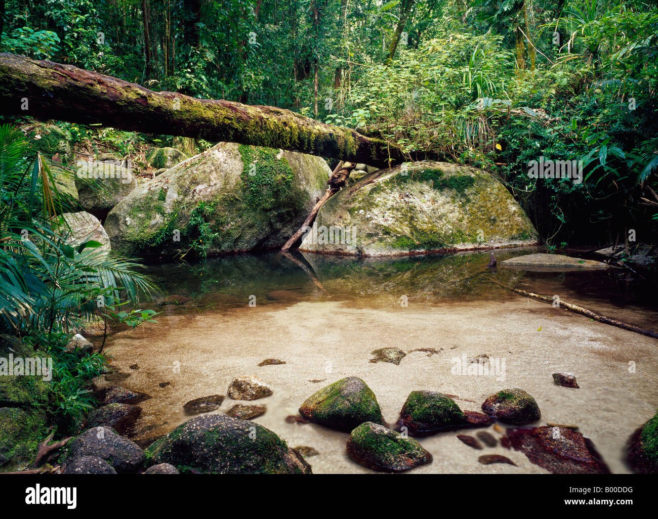 Piscine dans la forêt tropicale à Mossman Gorge Parc national de Daintree Queensland Australie Banque D'Images