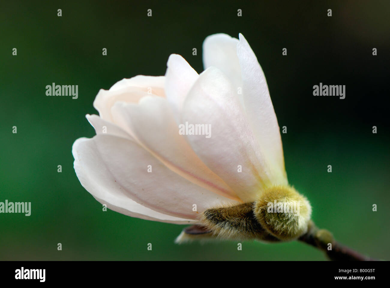 Magnolia x loebneri Merril Banque D'Images