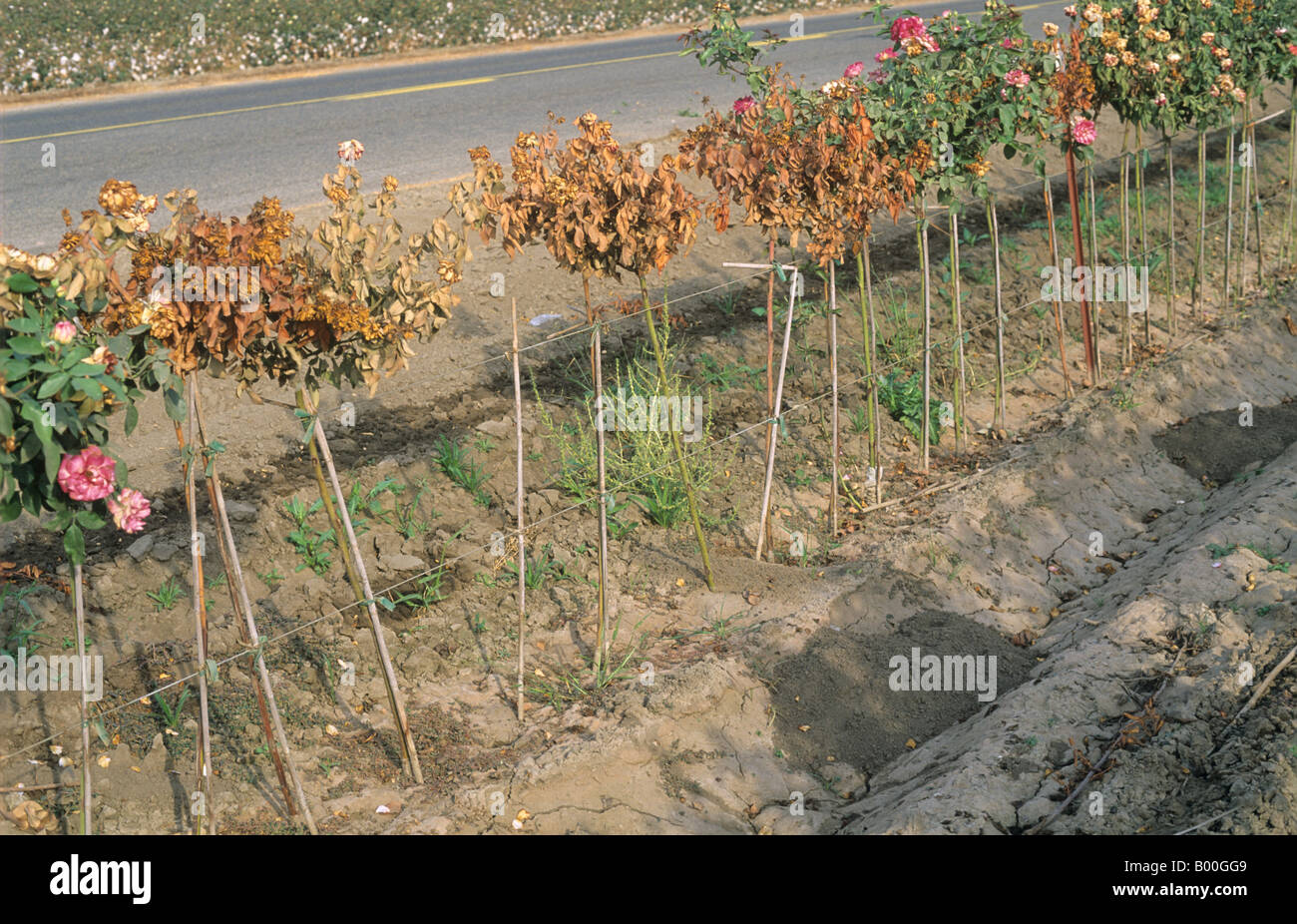 Roses dans une pépinière d'arbres tués par des chiens de prairie Cynomys ludovicianus Banque D'Images