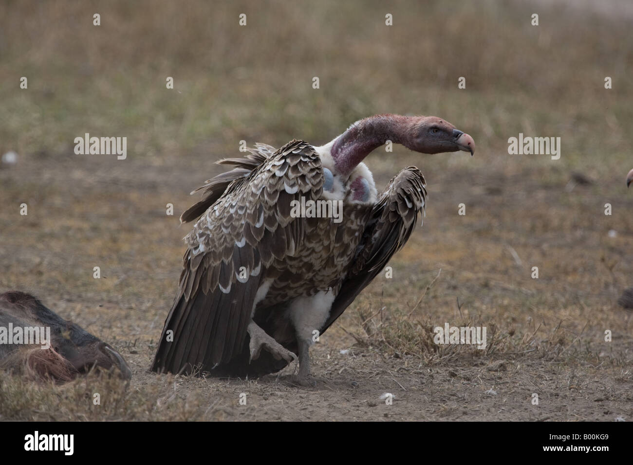 Ruppells vautour fauve (Gyps rueppellii) à, dans le Ndutu Ngorongoro Conservation Area de Tanzanie Banque D'Images