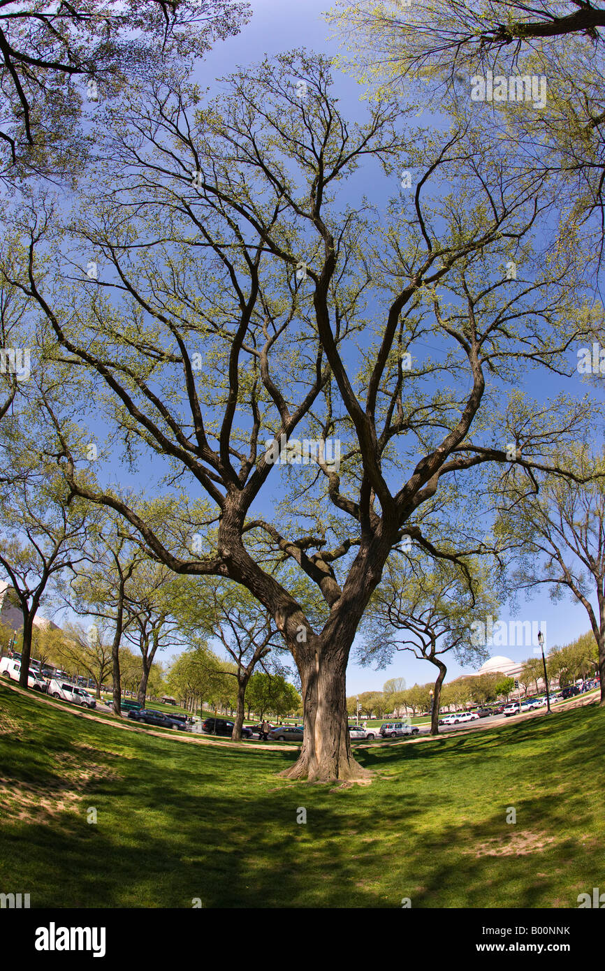 WASHINGTON DC USA arbre sur le National Mall, objectif fisheye Banque D'Images