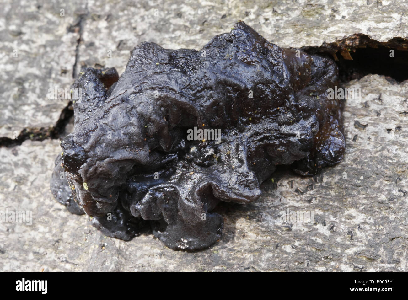 Champignons Beurre des sorcières, Exidia glandulosa Banque D'Images