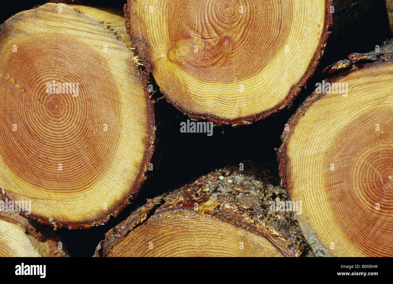 Pile de 38mm Bagues en bois SCIAGES Plantes & fleurs Banque D'Images