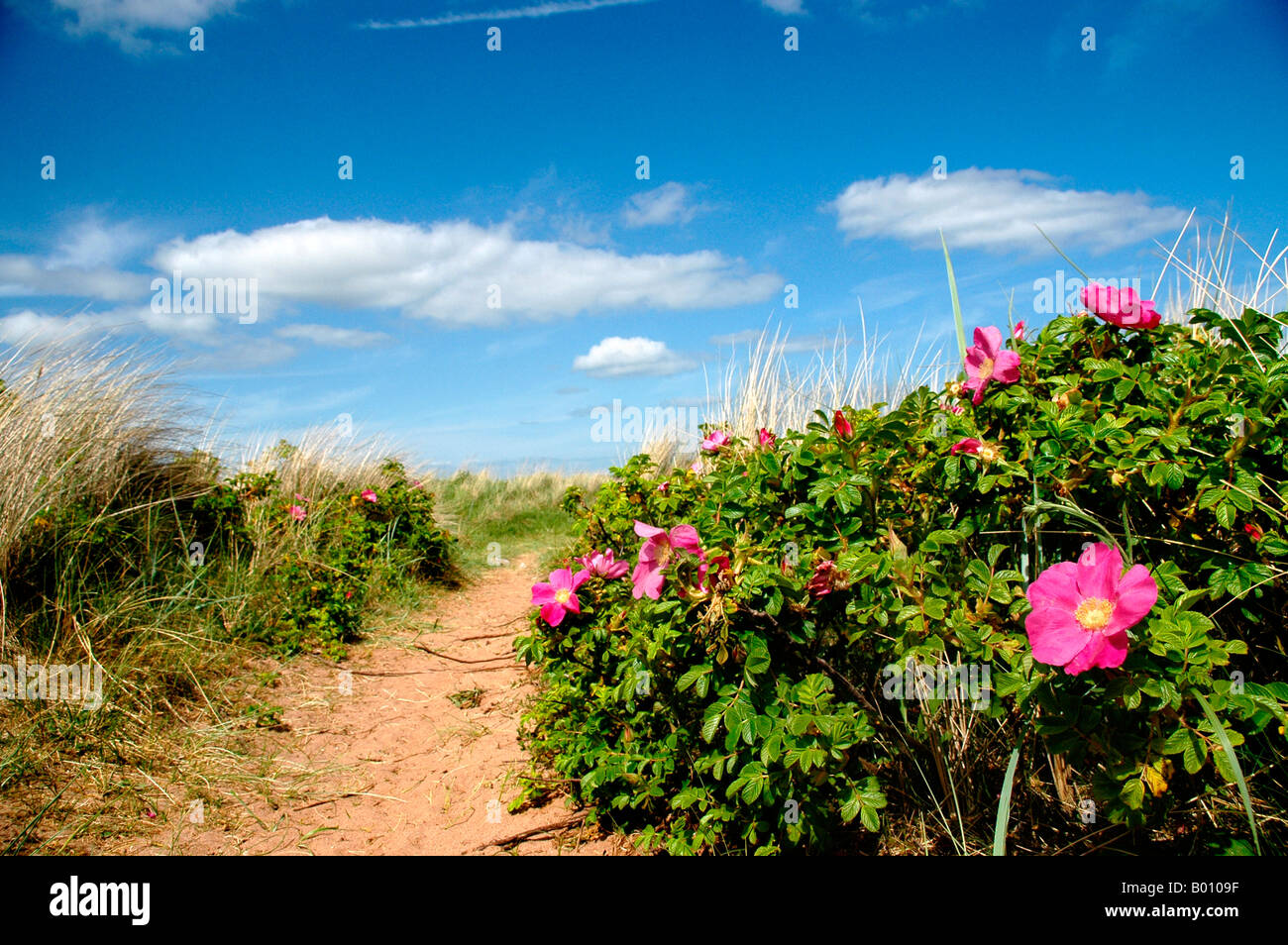 Chien rose à fleurs roses poussent sur le bord d'un sentier de sable. Banque D'Images