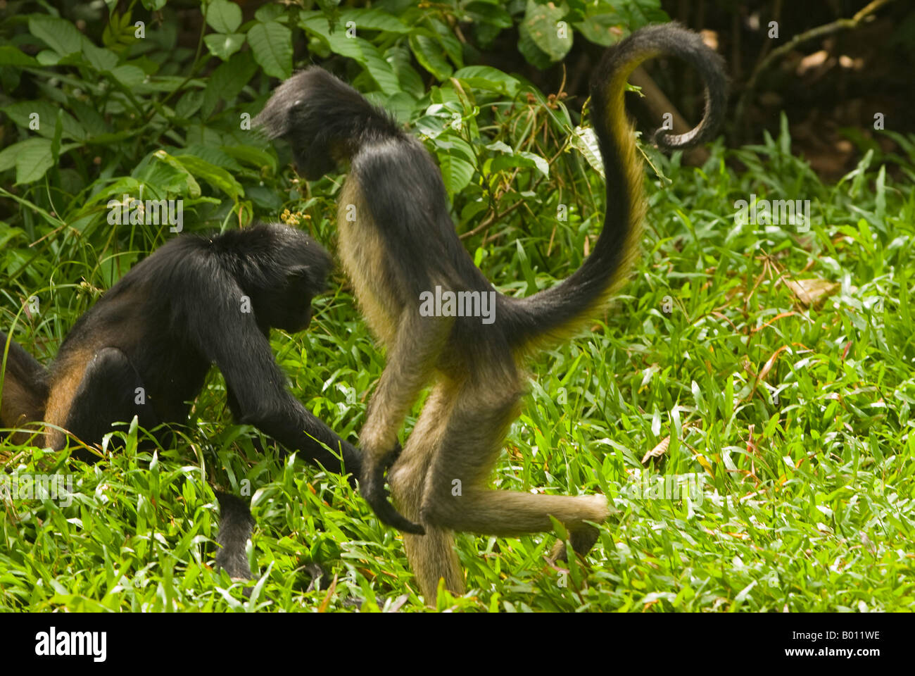 Pérou, Amazon, Amazon River. Les Singes araignées au parc zoologique de Quistococha, dans Iquitos. Banque D'Images