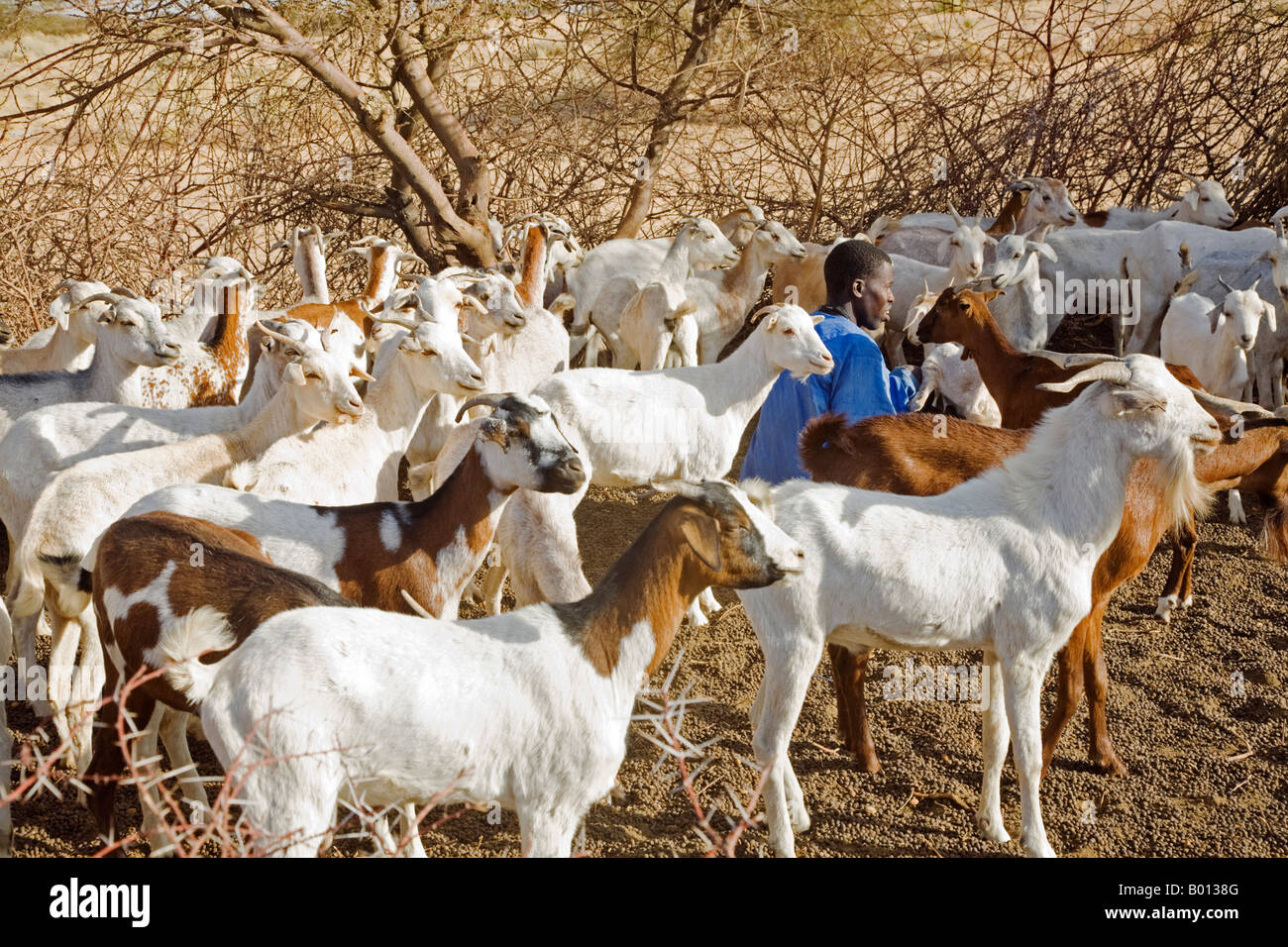 Mali, Tombouctou. Bella un pâtre trait les chèvres de son employeur touareg. Banque D'Images