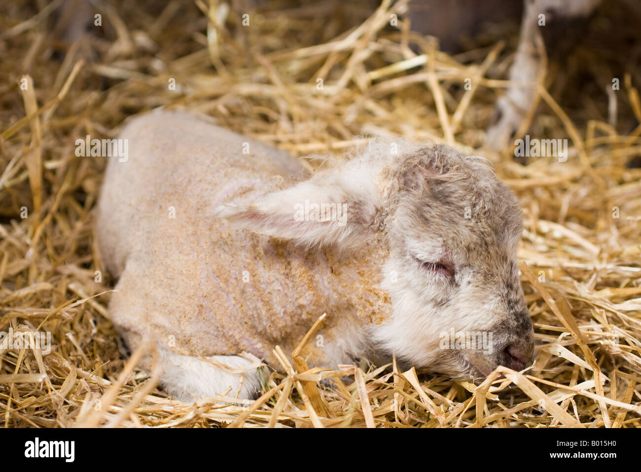 Welsh Halfbred agneau nouveau-né endormi sur la paille Banque D'Images