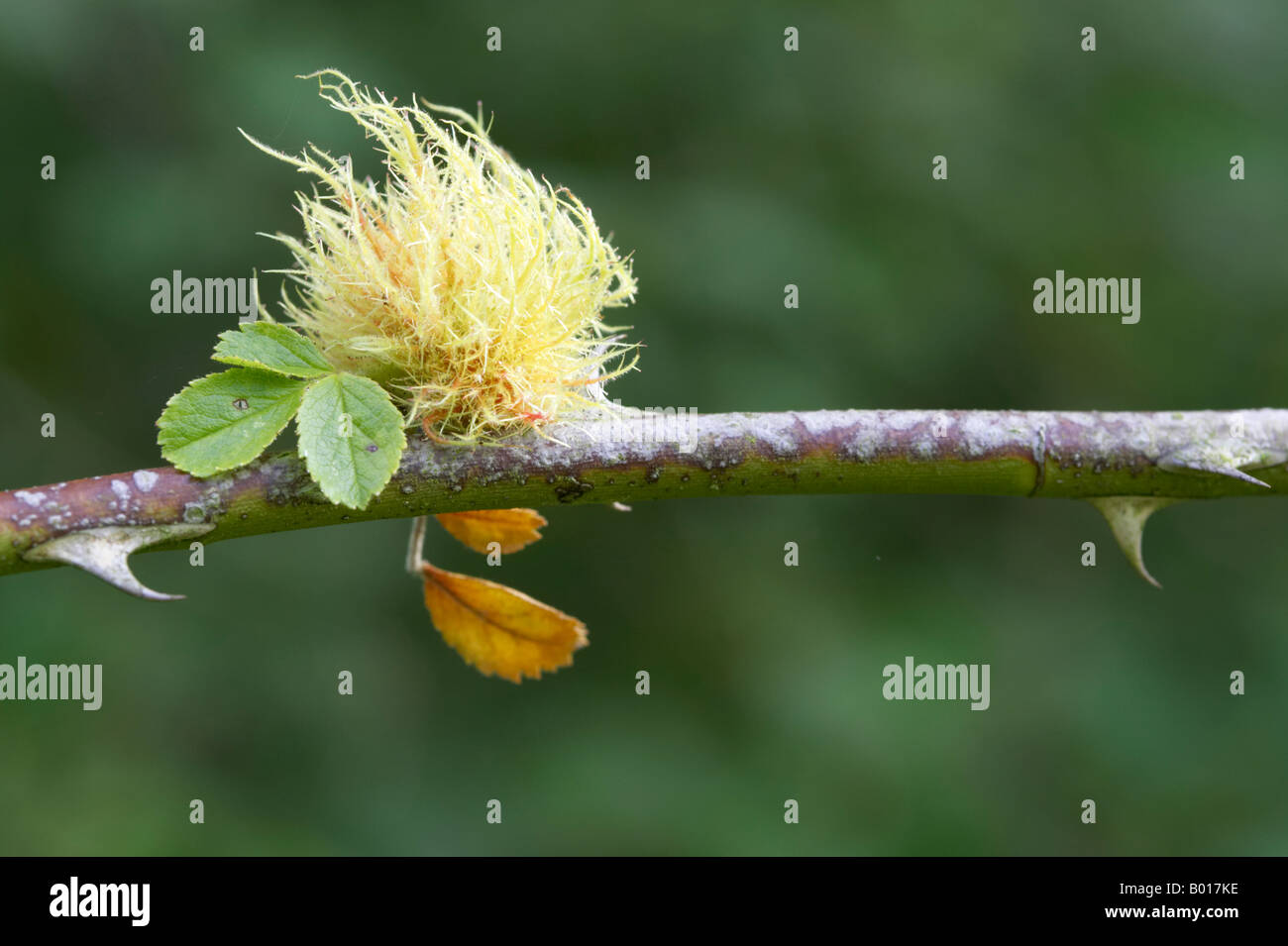 Leptopterna dolabrata bedeguar gall ou Robin's pincushion sur wild rose Banque D'Images