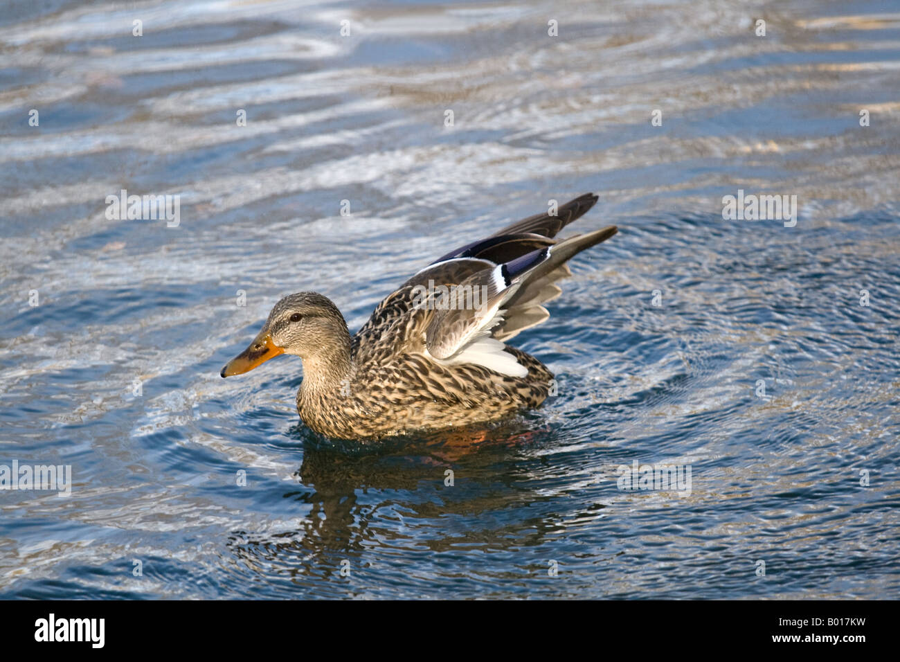 Femelle canard colvert (Anas platyrhynchos) Nager avec ses ailes soulevées et prêt à prendre son envol Banque D'Images