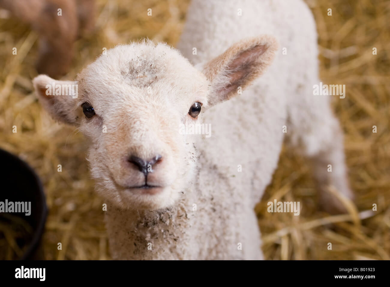 Welsh Halfbred agneau nouveau-né Banque D'Images