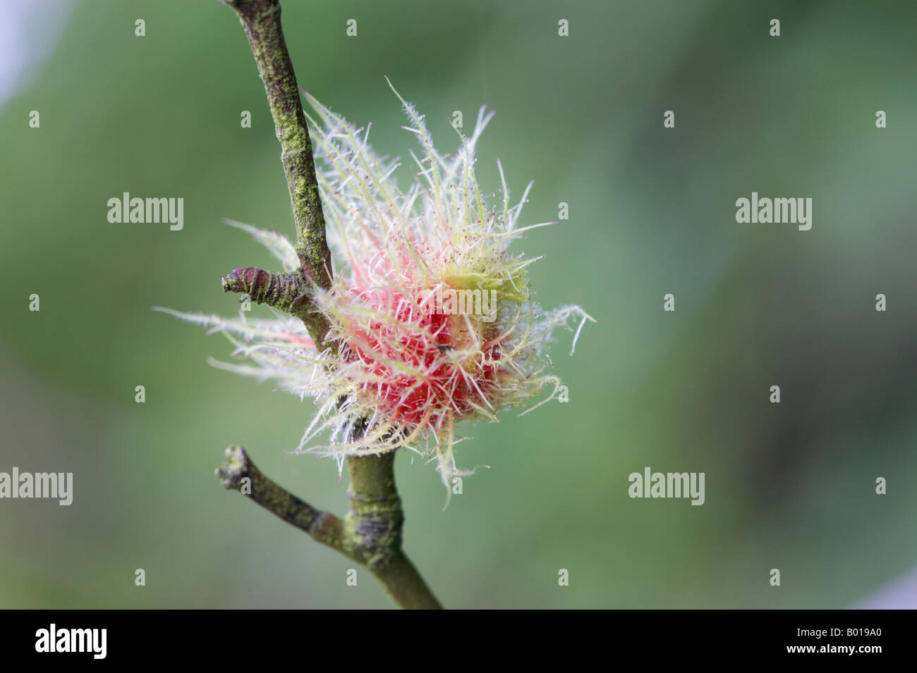 Leptopterna dolabrata bedeguar gall ou Robin's pincushion sur wild rose Banque D'Images