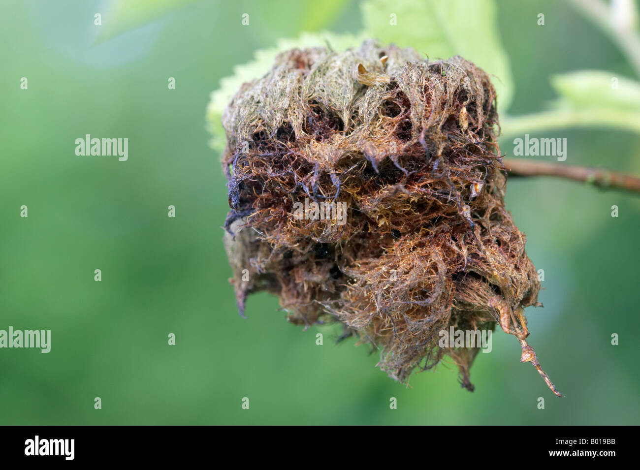 Leptopterna dolabrata bedeguar gall ou Robin's pincushion sur wild rose Banque D'Images