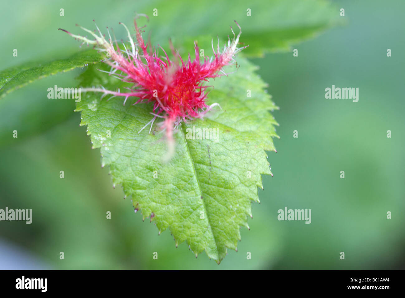 Leptopterna dolabrata bedeguar gall ou Robin's pincushion sur wild rose Banque D'Images
