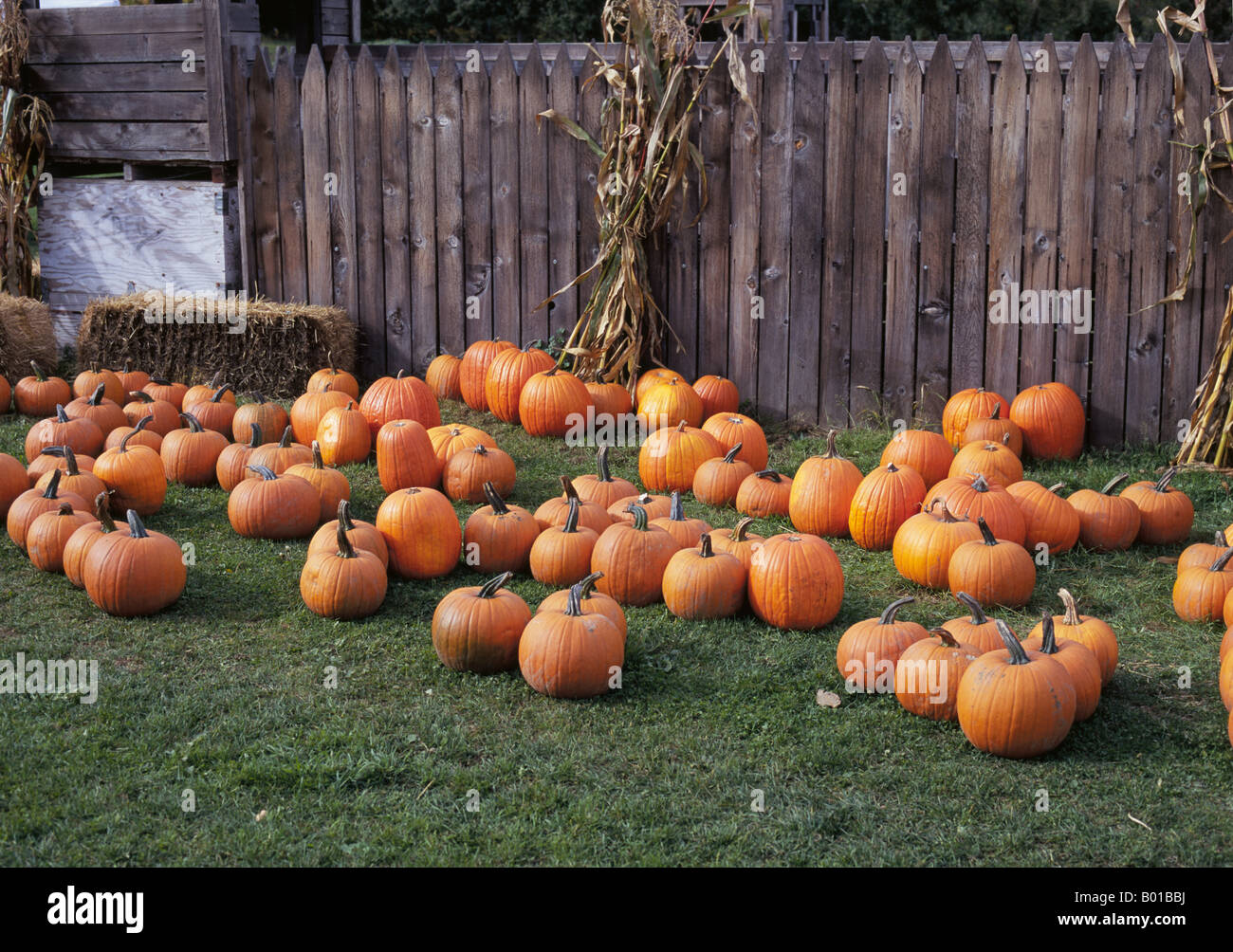 Les citrouilles éparpillées sur un champ au cours de la période d'Halloween en Octobre Banque D'Images